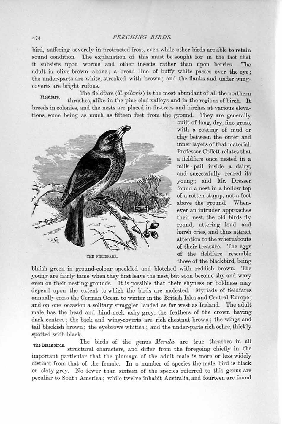 Original Old Antique Print Natural History 1894-95 Perching Bird Fieldfare 19th