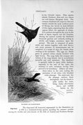 Original Old Antique Print Natural History 1894-95 Blackbird Sparrow-Hawk Birds
