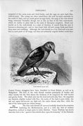 Original Old Antique Print Rock-Thrush Bird Natural History 1894-95 Victorian