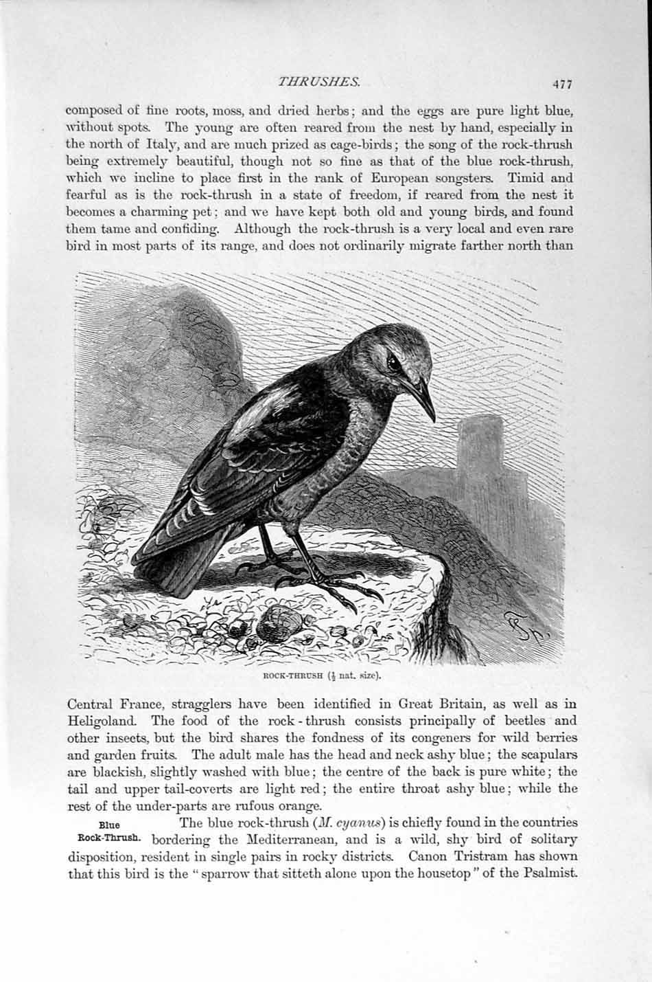 Original Old Antique Print Rock-Thrush Bird Natural History 1894-95 Victorian