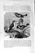 Original Old Antique Print Natural History 1894-95 Wheatear Whinchat Bird 19th