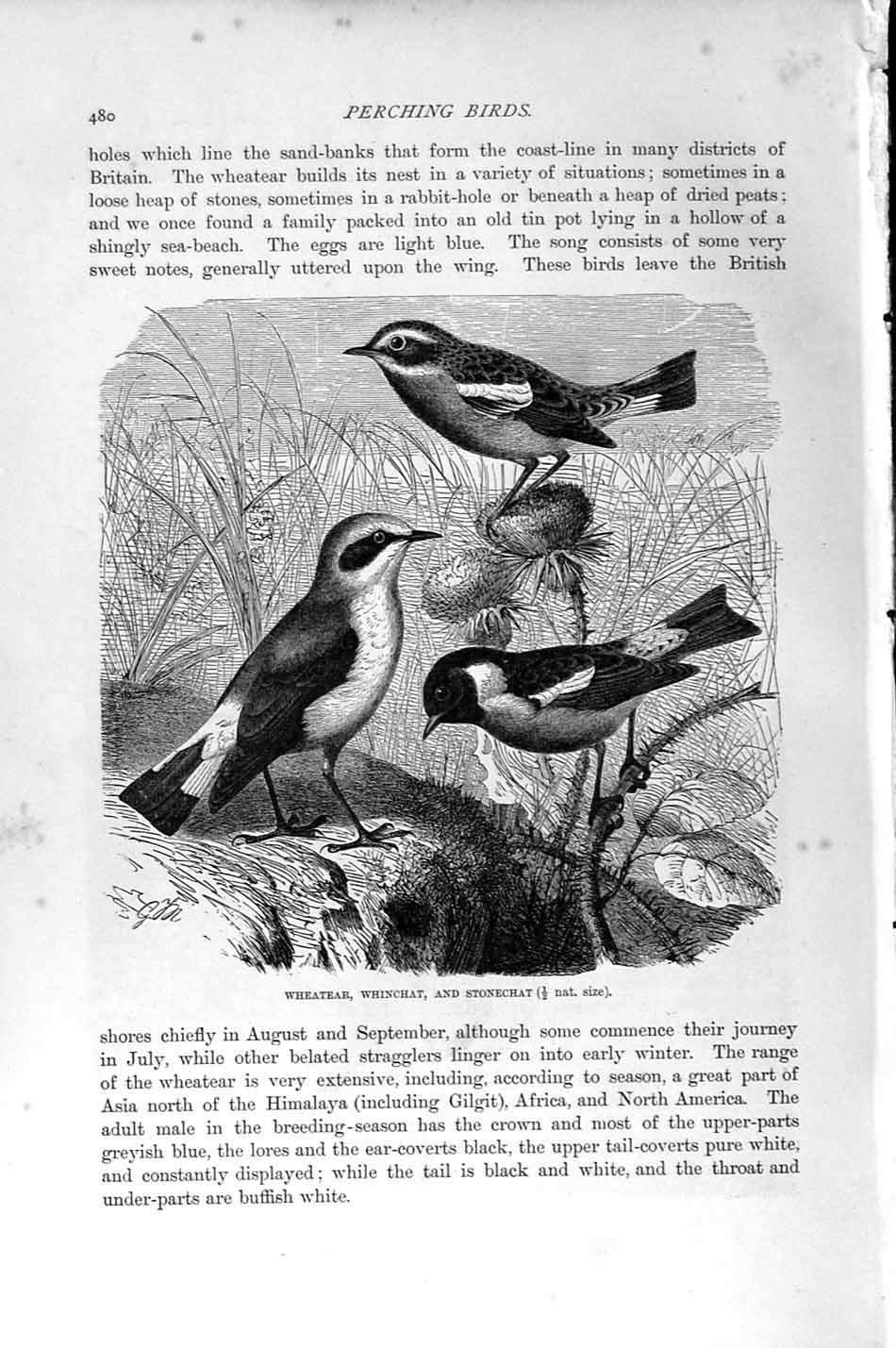 Original Old Antique Print Natural History 1894-95 Wheatear Whinchat Bird 19th