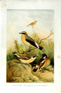 Original Old Antique Print Nature1894-95 Birds Wheatear Stonechat Whinchat
