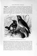 Original Old Antique Print Natural History 1894-95 Blue-Throated Warblers Bird