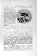 Old Antique Print Natural History1894-95 Robin Redbreast Bird Nightingale 19th