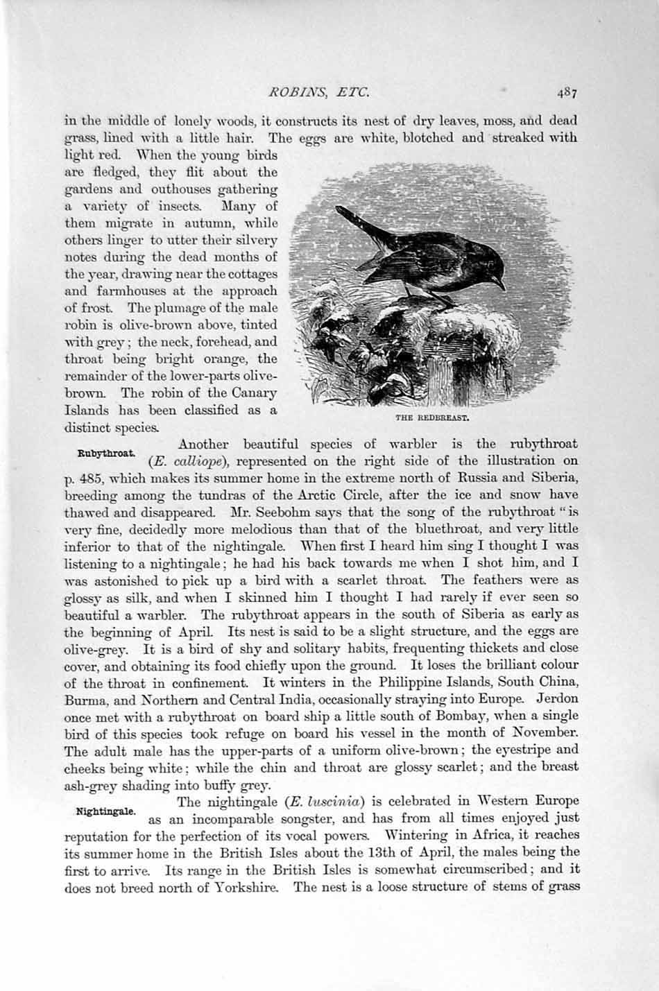 Old Antique Print Natural History1894-95 Robin Redbreast Bird Nightingale 19th