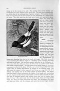 Original Old Antique Print Natural History 1894-95 Malacca Dhyal Perching Bird