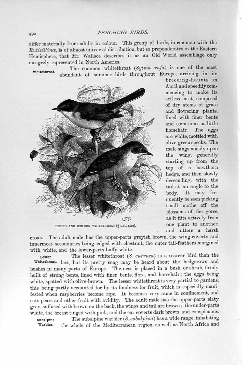Old Antique Print Natural History 1894-95 Lesser Common Whitethroat Bird 19th