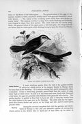 Original Old Antique Print Natural History 1894-95 Rufous Orphan Warblers Birds