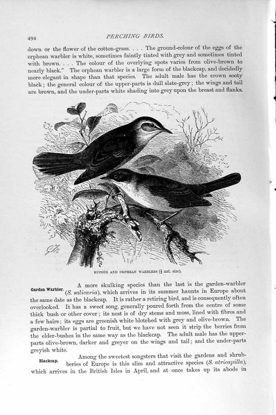 Original Old Antique Print Natural History 1894-95 Rufous Orphan Warblers Birds