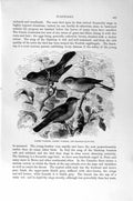 Old Antique Print Natural History 1894-95 Barred Warbler Blackcap Birds 19th