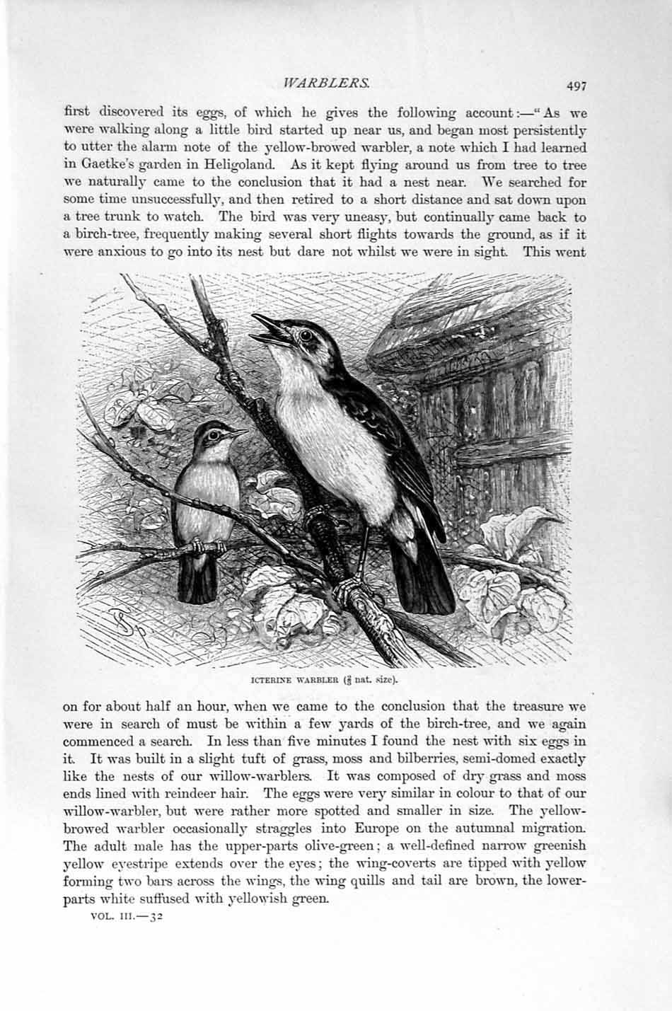 Original Old Antique Print Natural History 1894-95 Icterine Warbler Bird Reed