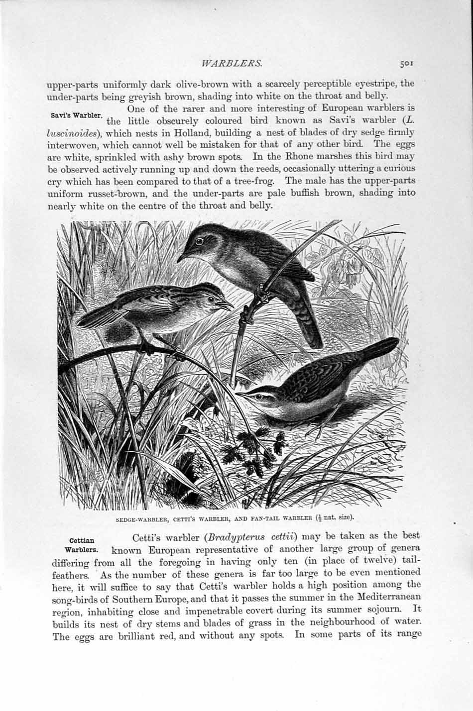 Original Old Antique Print Natural History 1894-95 Sedge-Warbler Birds Perching