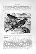 Original Old Antique Print Natural History 1894-95 Sparrow Alpine Warbler Birds