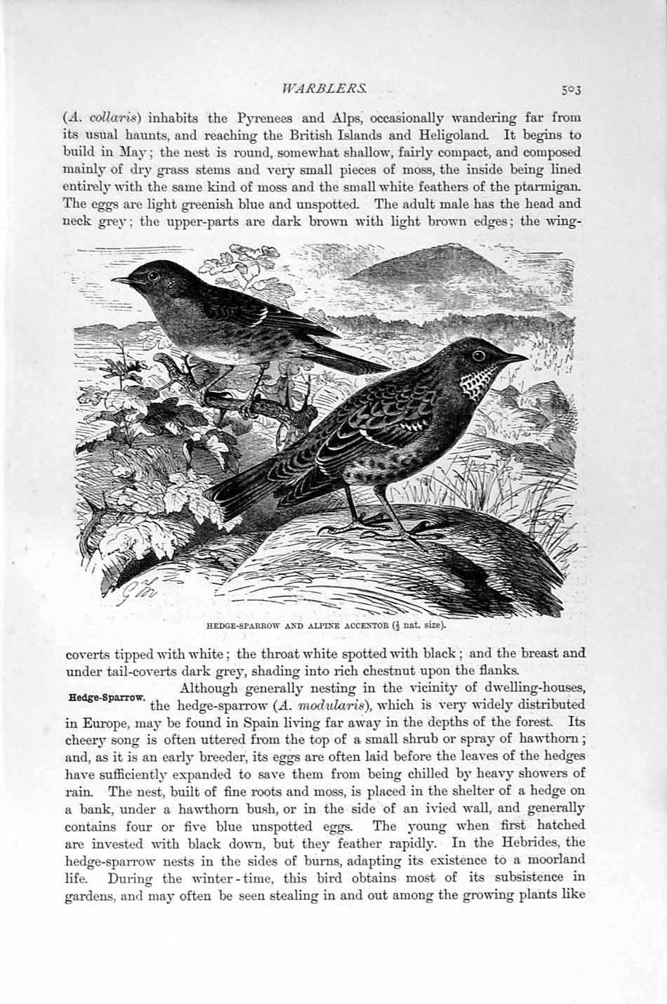 Original Old Antique Print Natural History 1894-95 Sparrow Alpine Warbler Birds