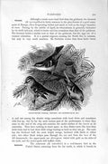 Original Old Antique Print Natural History 1894-95 Warbler Firecrest Birds 19th