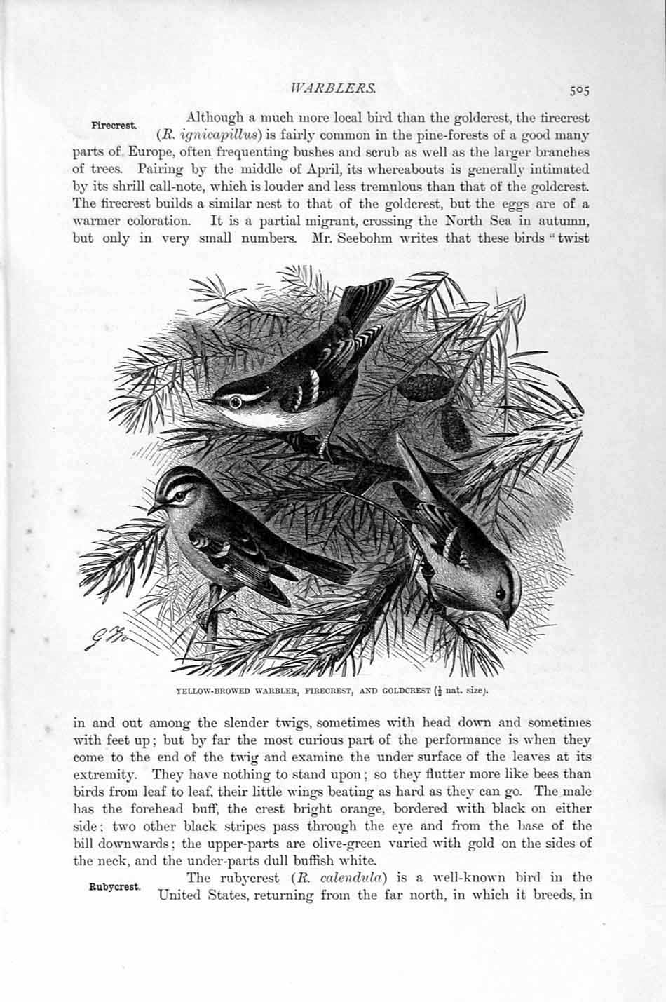 Original Old Antique Print Natural History 1894-95 Warbler Firecrest Birds 19th