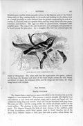 Original Old Antique Print Natural History 1894-95 Black-Throated Green Warbler