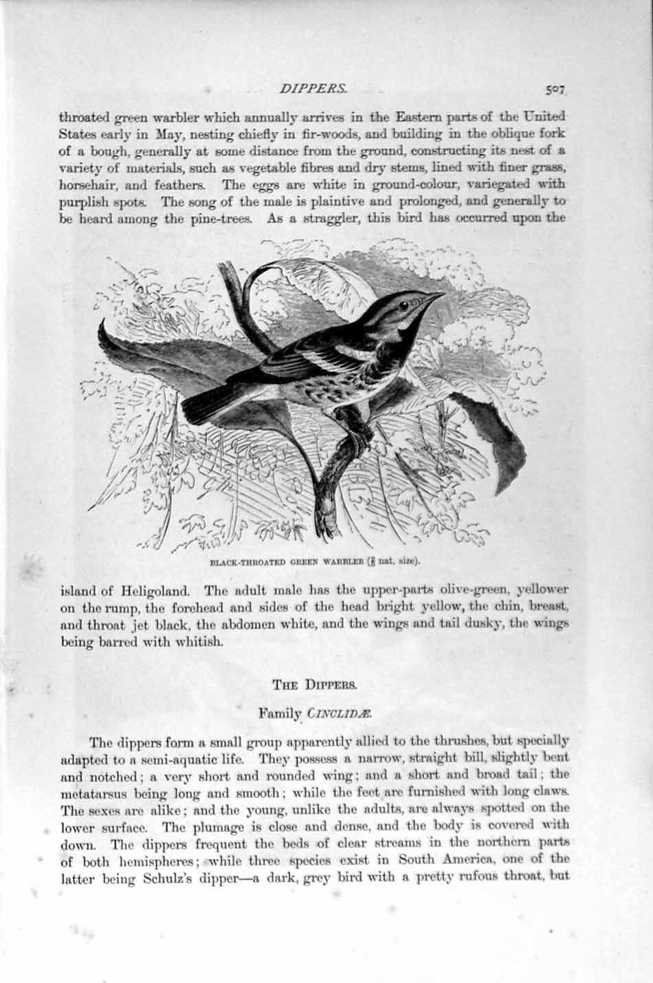 Original Old Antique Print Natural History 1894-95 Black-Throated Green Warbler