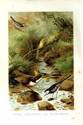 Antique Old Print Natural History 1894-95 Bird Dipper Pied Yellow Wagtail 19th