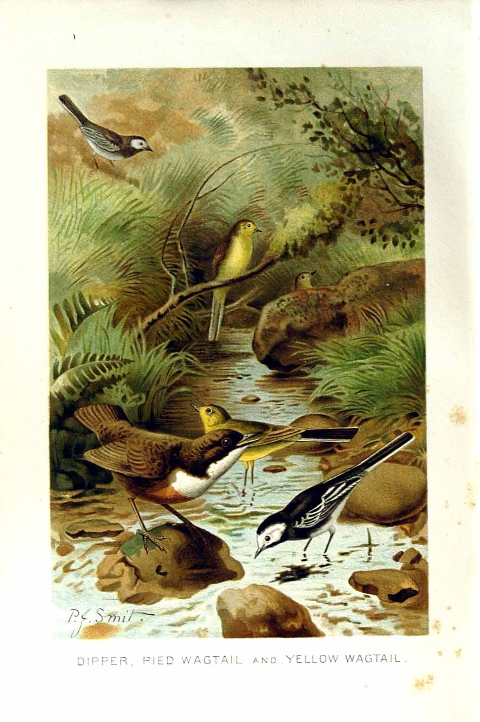 Antique Old Print Natural History 1894-95 Bird Dipper Pied Yellow Wagtail 19th