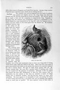 Original Old Antique Print Natural History 1894-95 Birds Nest Wren Victorian