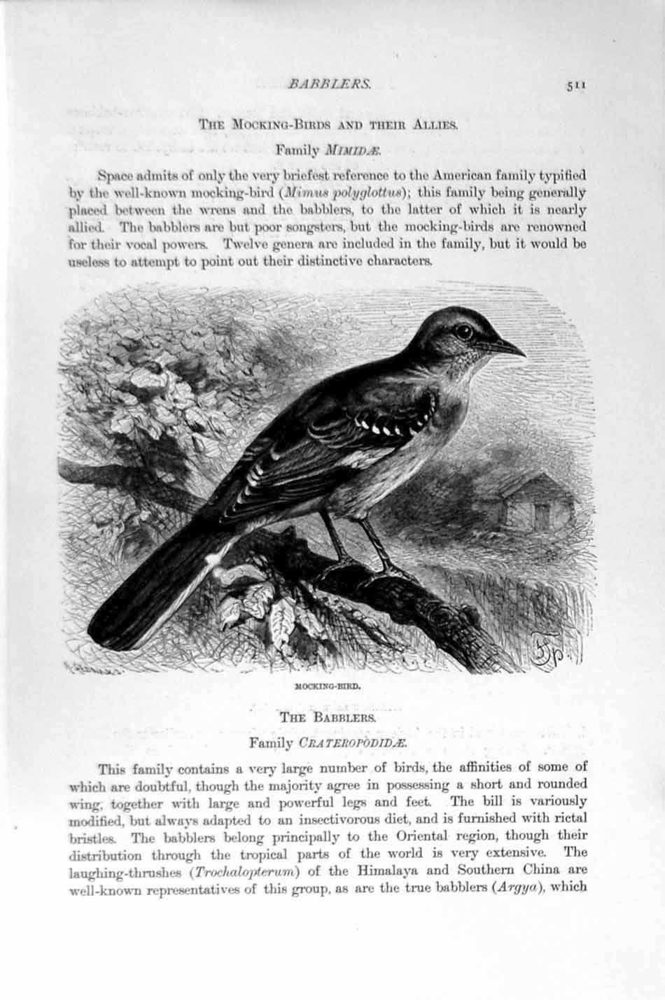 Old Antique Print Natural History 1894-95 Mocking Bird Abyssinian Babbler 19th