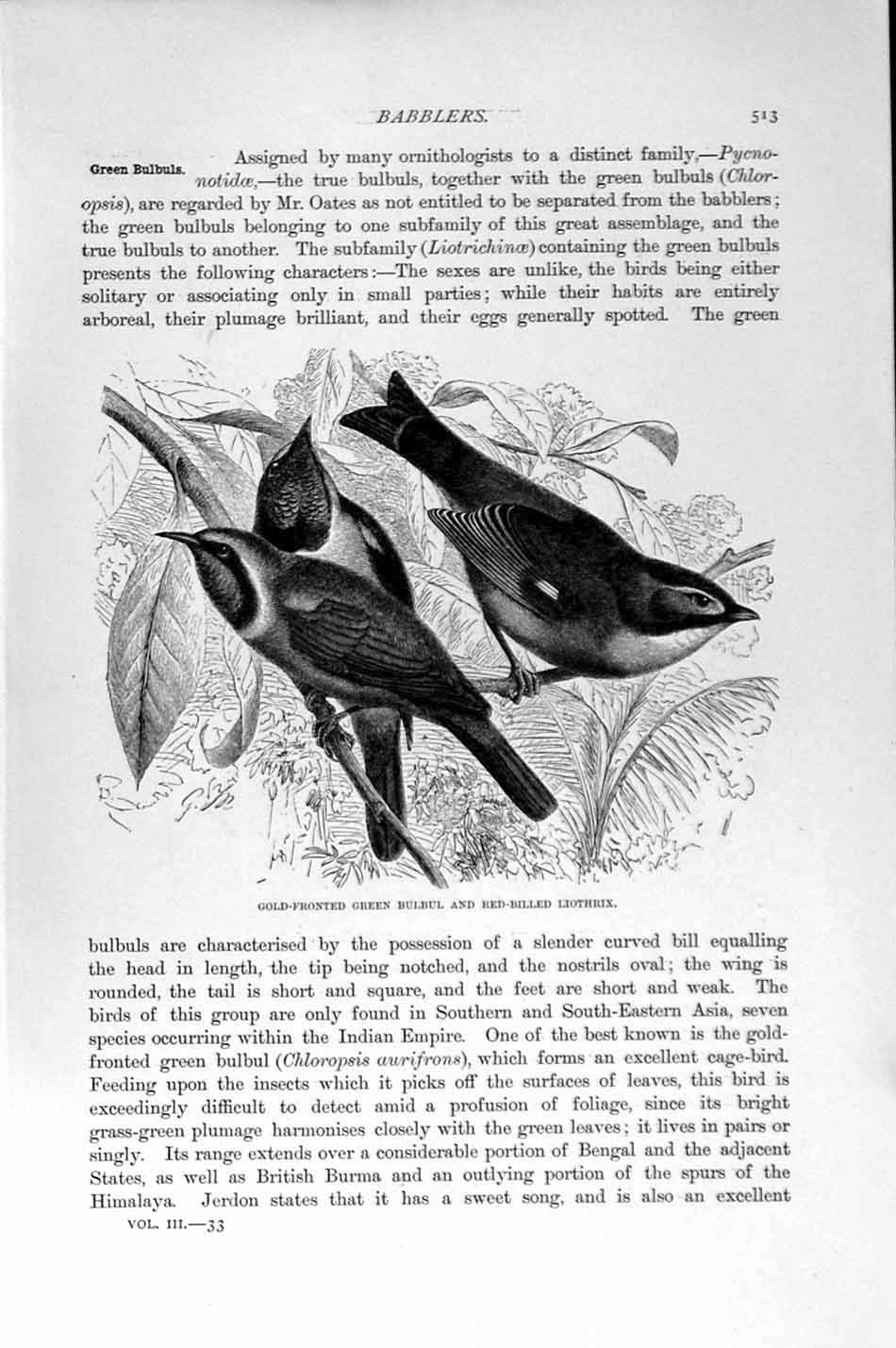 Original Old Antique Print Natural History 1894-95 Green Bulbul Liothrix Birds