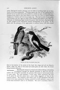 Old Antique Print Natural History 1894-95 Spotted Pied Flycatchers Birds 19th