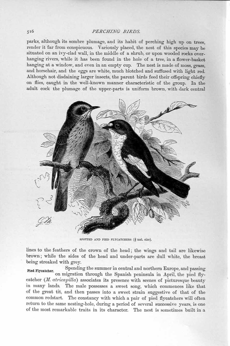 Old Antique Print Natural History 1894-95 Spotted Pied Flycatchers Birds 19th