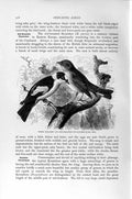 Old Antique Print Natural History 1894-95 Red-Breasted Fly-Catchers Birds 19th