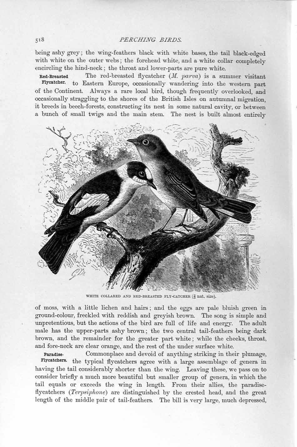 Old Antique Print Natural History 1894-95 Red-Breasted Fly-Catchers Birds 19th
