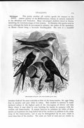 Original Old Antique Print Natural History 1894-95 Swallow Craig-Martin Birds
