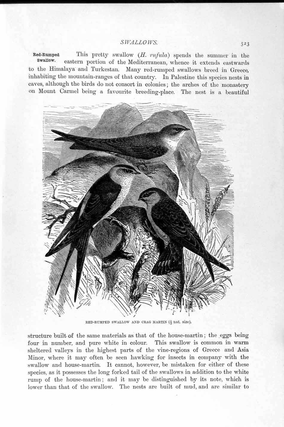 Original Old Antique Print Natural History 1894-95 Swallow Craig-Martin Birds
