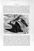 Old Antique Print Natural History 1894-95 Sand-Martin Purple Swallow Bird 19th