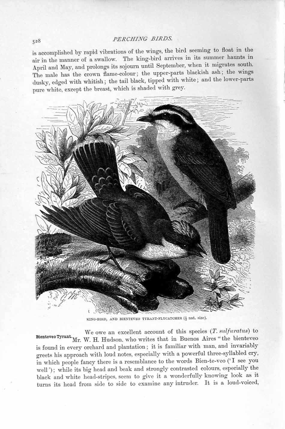 Old Antique Print Natural History 1894-95 King-Bird Bienteveo Flycatcher 19th