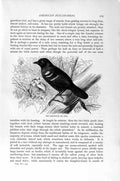 Original Old Antique Print Natural History 1894-95 Flycatcher Bird Fire-Eye
