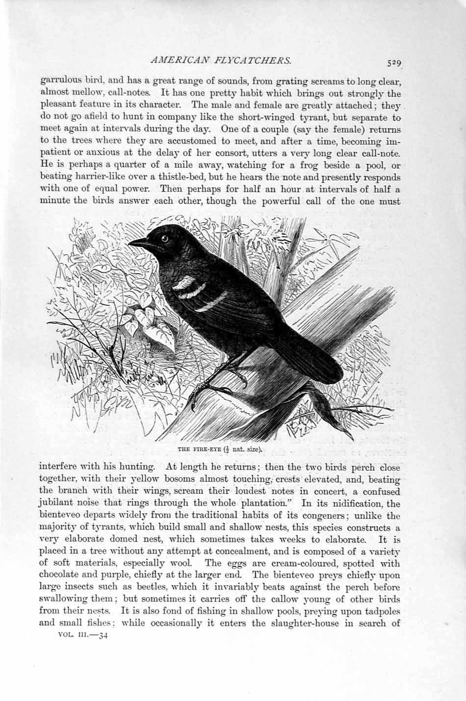 Original Old Antique Print Natural History 1894-95 Flycatcher Bird Fire-Eye