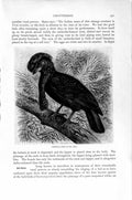 Original Old Antique Print Natural History 1894-95 Umbrella Bird Naked-Throated