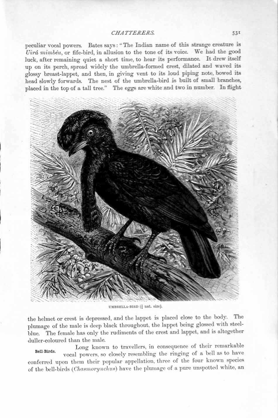 Original Old Antique Print Natural History 1894-95 Umbrella Bird Naked-Throated