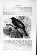 Original Old Antique Print Natural History 1894-95 Banded Cotinga Bird Manakin