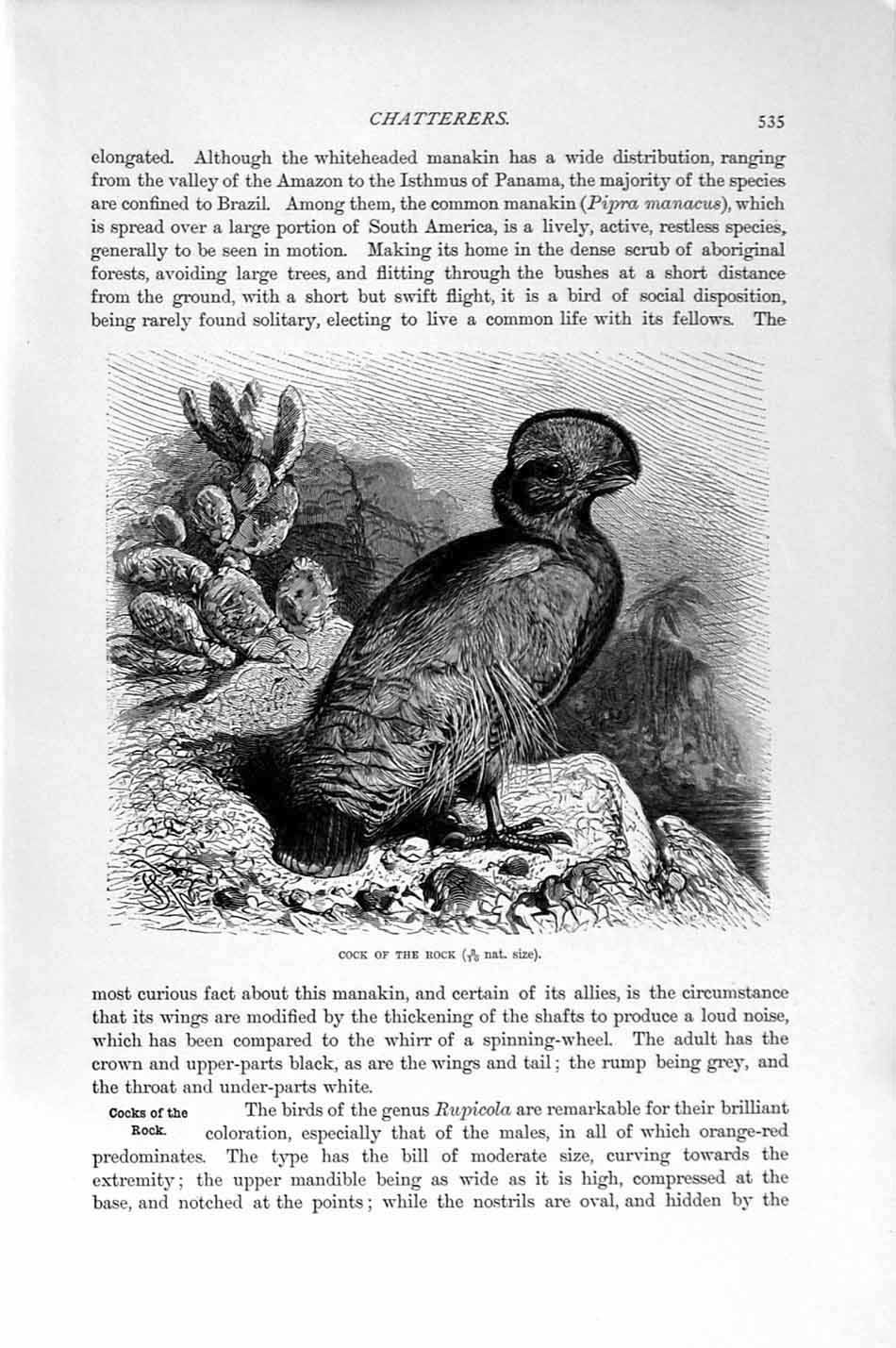 Original Old Antique Print Natural History 1894-95 Cock Rock Chatterers Birds