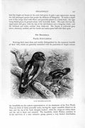 Original Old Antique Print Natural History 1894-95 Javan Broadbill Birds 19th