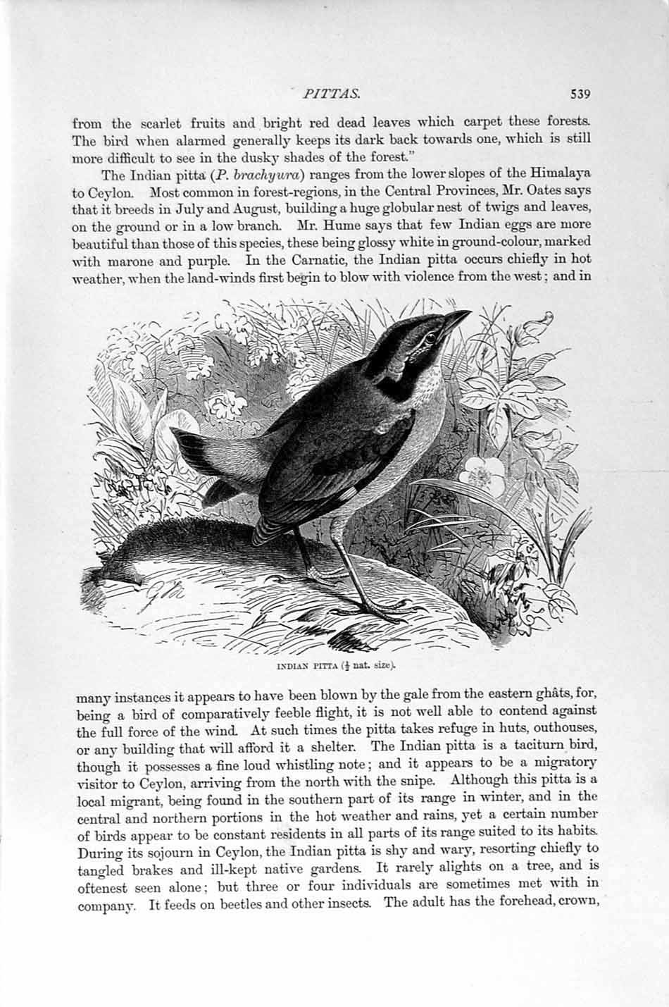Old Antique Print Natural History 1894-95 Indian Pitta Bird Blue Perching 19th