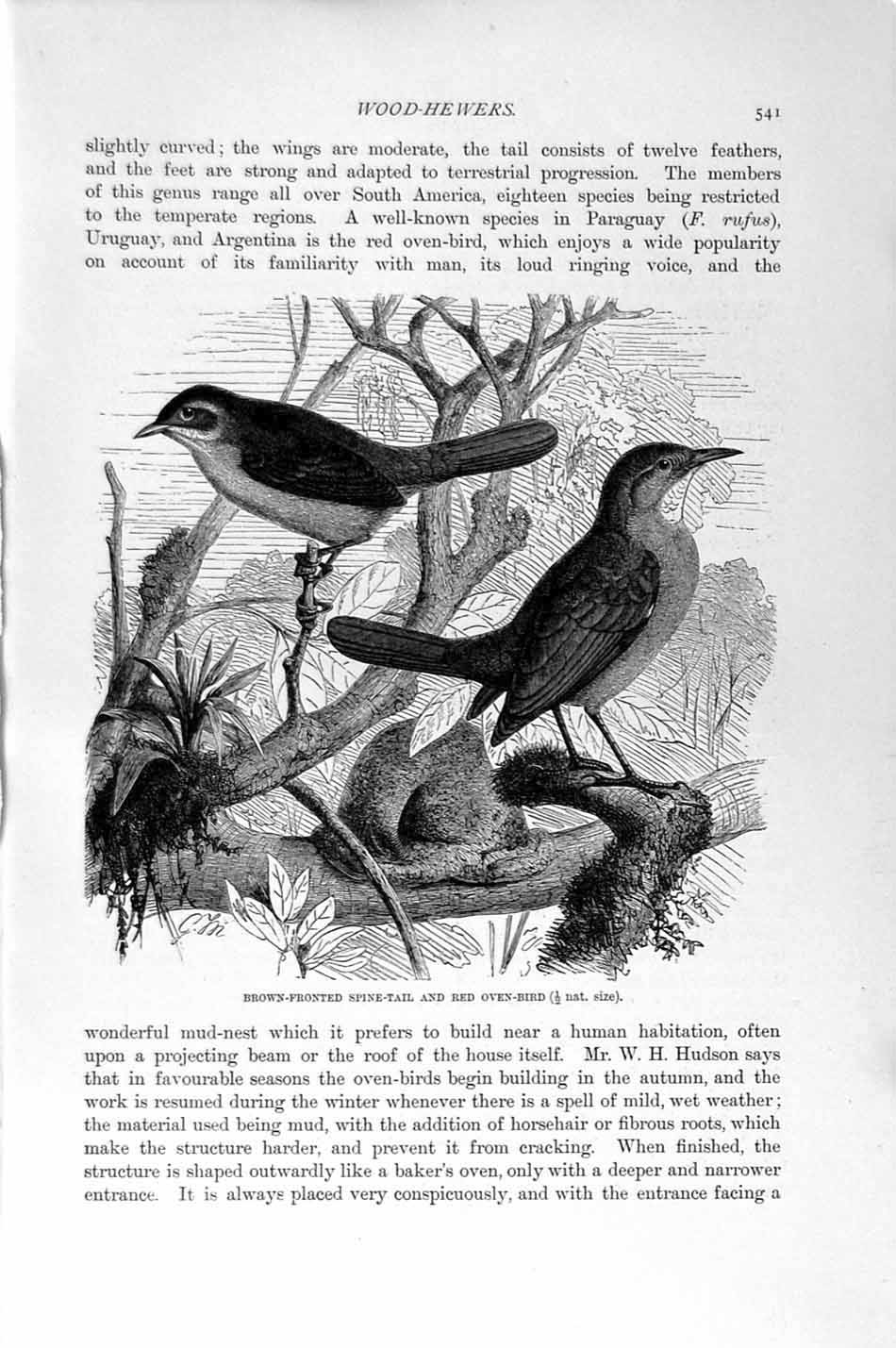 Old Antique Print Natural History 1894-95 Brown-Fronted Spine-Tail Birds 19th