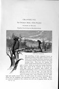 Original Old Antique Print Great Black Woodpecker Natural History 1894-95 Birds