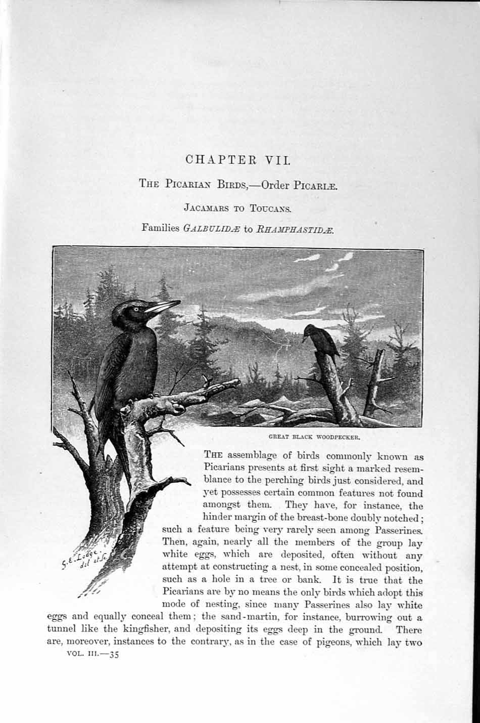 Original Old Antique Print Great Black Woodpecker Natural History 1894-95 Birds