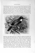 Old Antique Print Natural History 1894-95 Green Jacamar Woodpecker Birds 19th