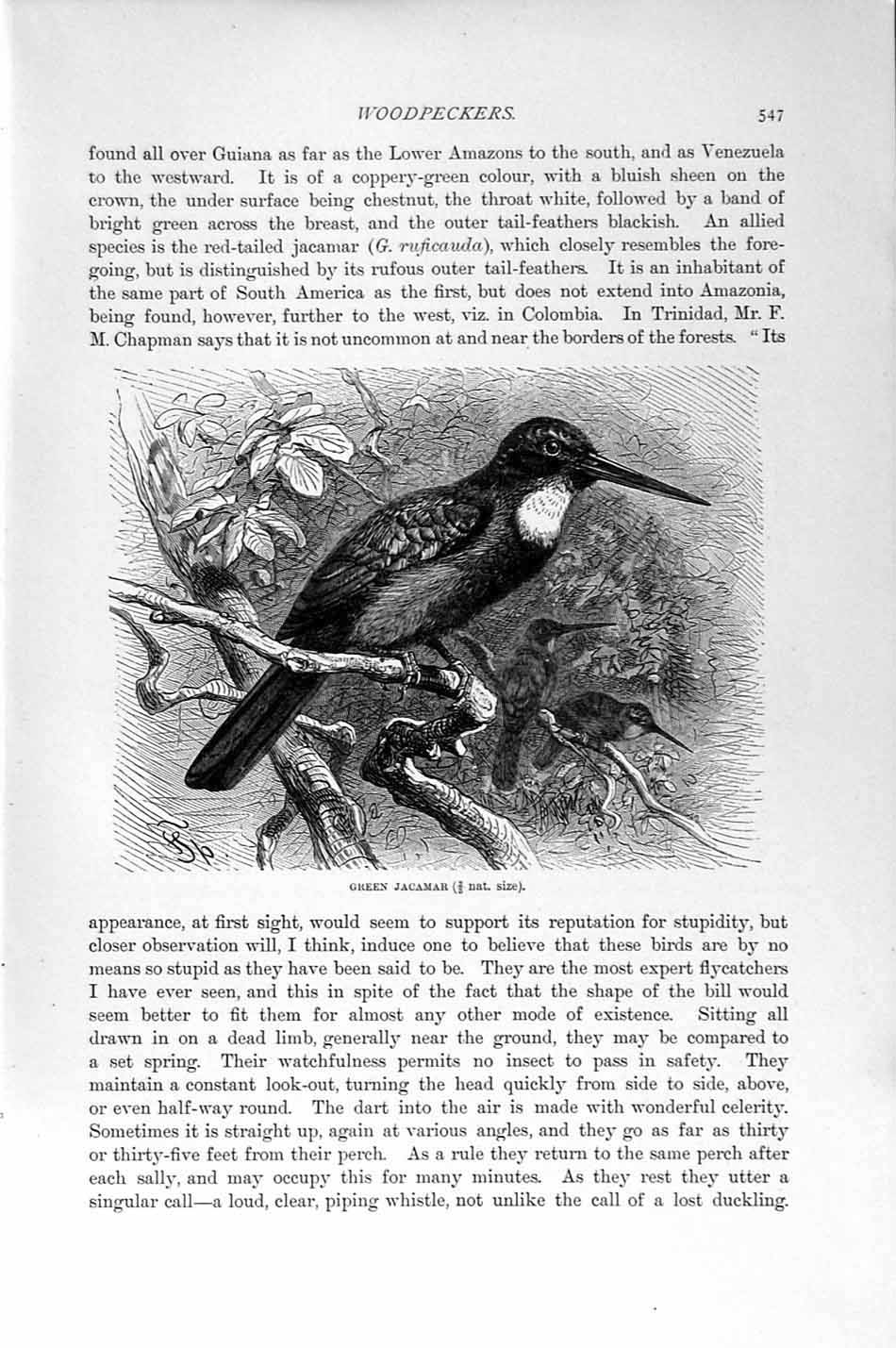Old Antique Print Natural History 1894-95 Green Jacamar Woodpecker Birds 19th