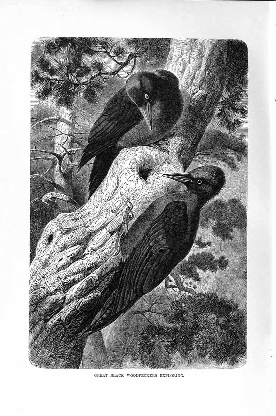 Old Antique Print Natural History 1894-95 Great Black Woodpeckers Birds 19th